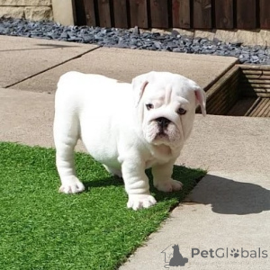 Photo №3. Chiots bouledogue anglais. Suède