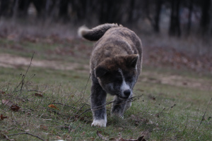 Photo №1. akita (chien) - à vendre en ville de Nikolaev | 372€ | Annonce №4930
