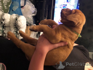 Photo №4. Je vais vendre dogue de bordeaux en ville de Bonito ORENTAL. annonce privée - prix - négocié