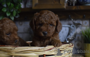 Photos supplémentaires: caniche jouet