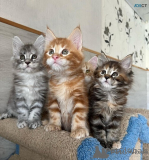 Photo №1. maine coon - à vendre en ville de Dublin | négocié | Annonce № 170924