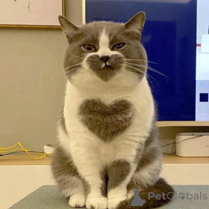 Photo №1. british shorthair - à vendre en ville de Allensbach | négocié | Annonce № 156724