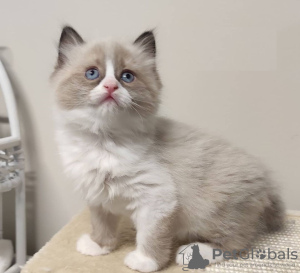 Photo №1. ragdoll - à vendre en ville de Франкфурт-на-Майне | négocié | Annonce № 93598