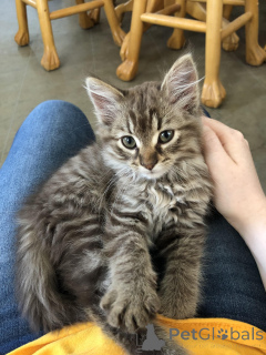 Photo №2 de l'annonce № 164053 de la vente maine coon - acheter à La finlande annonce privée, éleveur