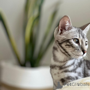 Photo №1. bengal - à vendre en ville de Bielawa | négocié | Annonce № 155704