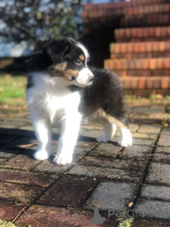 Photo №1. bouvier australien, berger australien - à vendre en ville de Chichester | négocié | Annonce №170400