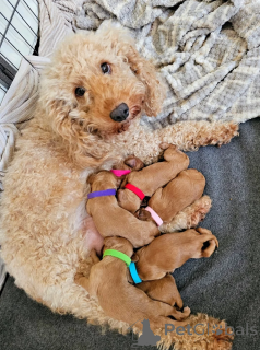 Photo №1. caniche (jouet) - à vendre en ville de Colomb | 339€ | Annonce №173957