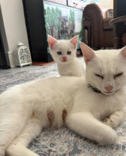 Photo №1. angora turc - à vendre en ville de Aalen | 350€ | Annonce № 177047
