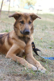 Photos supplémentaires: Chiot entre de bonnes mains ! Beau et intelligent Thor.