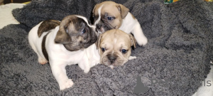 Photo №2 de l'annonce № 147047 de la vente bouledogue - acheter à Ukraine annonce privée