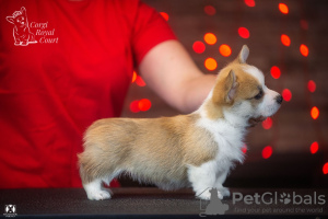 Photo №3. A vendre très beau chiot corgi gallois pembroke. Suisse