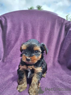 Photo №3. Chiots Yorkshire Terrier. Serbie