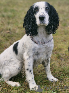 Photo №1. épagneul russe - à vendre en ville de Minsk | 31€ | Annonce №161904
