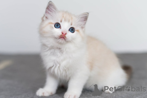 Photo №1. ragdoll - à vendre en ville de Transporteur | négocié | Annonce № 160717