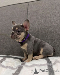 Photo №1. bouledogue - à vendre en ville de Riga | négocié | Annonce №135199