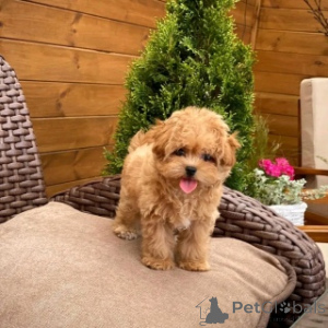 Photo №2 de l'annonce № 158394 de la vente maltipu - acheter à Suède 