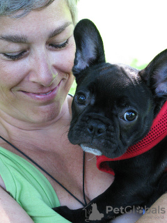 Photos supplémentaires: Chiots bouledogue français.