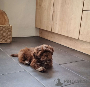 Photo №4. Je vais vendre bichon maltais en ville de Amstetten.  - prix - négocié