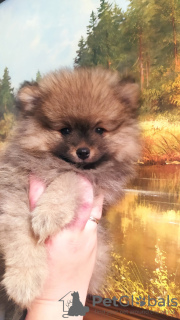 Photo №1.  - à vendre en ville de Minsk | 308€ | Annonce №27154