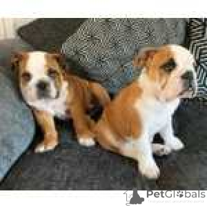Photo №1. bulldog anglais - à vendre en ville de Bastogène | négocié | Annonce №170453