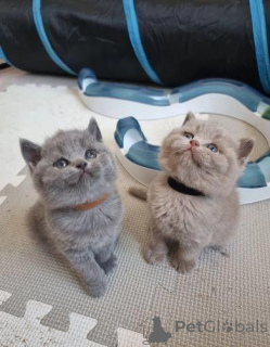 Photo №1. british shorthair - à vendre en ville de Fiburg | négocié | Annonce № 168317