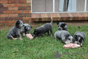 Photo №1. bouvier australien - à vendre en ville de Ludwigsburg | 300€ | Annonce №127304