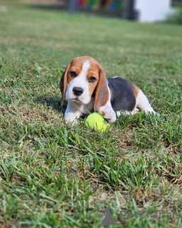 Photo №3. Beaux chiots Beagle. Allemagne