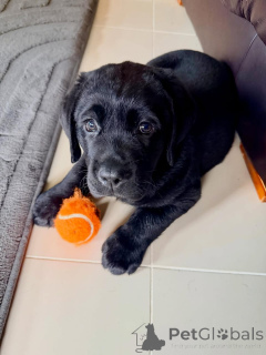 Photo №1. labrador retriever - à vendre en ville de Wolfsburg | négocié | Annonce №178092