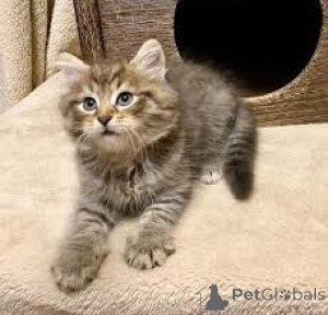 Photo №4. Je vais vendre chat des forêts norvégiennes en ville de Helsinki. annonce privée, éleveur - prix - 580€