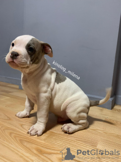 Photo №4. Je vais vendre american bully en ville de Панчево. annonce privée, de la fourrière, éleveur - prix - 2600€