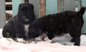 Photos supplémentaires: Grands chiots du berger d'Asie centrale