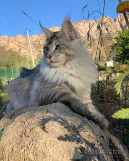 Photo №3. Chat Maine coon. Ouzbekistan