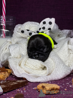 Photos supplémentaires: Chiots bouledogue français