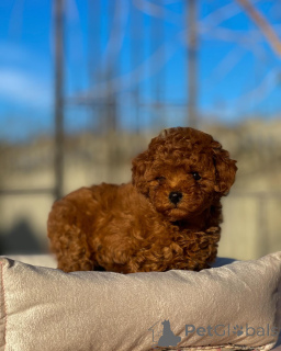 Photo №2 de l'annonce № 155841 de la vente caniche (jouet) - acheter à Allemagne éleveur