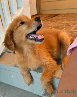 Photo №3. Adorables chiots Golden Retriever, 2 mois compagnons de famille parfaits!. Hongrie