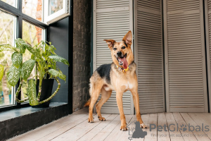 Photo №2 de l'annonce № 91713 de la vente chien bâtard - acheter à Fédération de Russie annonce privée