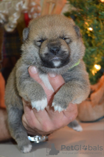 Photo №2 de l'annonce № 126682 de la vente shiba - acheter à Serbie 