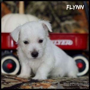 Photo №3. beaux chiots west highland terrier. Allemagne