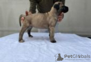 Photo №1. cane corso - à vendre en ville de Berlin | Gratuit | Annonce №126913