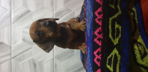 Photo №3. Evgenia Chernomorova. Biélorussie