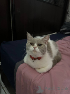 Photo №2 de l'annonce № 168165 de la vente british shorthair - acheter à La Grande-Bretagne annonce privée
