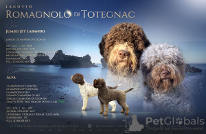 Photo №2 de l'annonce № 51660 de la vente chien d'eau romagnol - acheter à La croatie éleveur