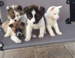 Photo №1. akita (chien) - à vendre en ville de Biograd na Morru | Gratuit | Annonce №174688