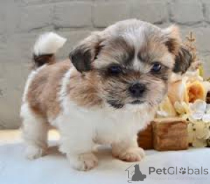 Photo №2 de l'annonce № 136784 de la vente shih tzu - acheter à Allemagne 