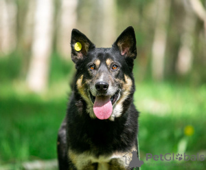 Photo №1. chien bâtard - à vendre en ville de Москва | Gratuit | Annonce №105981