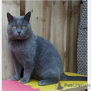 Photo №1. chartreux - à vendre en ville de Paris | négocié | Annonce № 123149