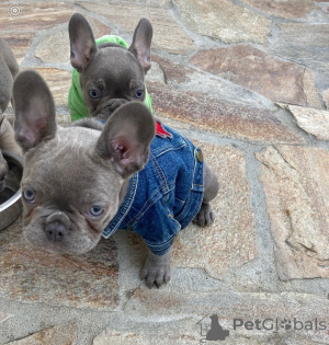 Photo №3. Chiots bouledogue français bleu en bonne santé à vendre. Fédération de Russie