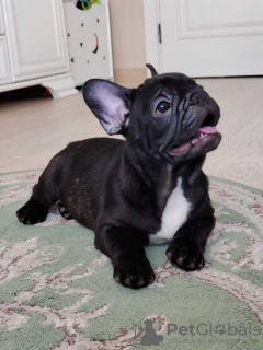 Photos supplémentaires: Chiots bouledogue français.