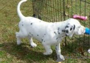 Photo №1. dalmatien - à vendre en ville de Helsinki | négocié | Annonce №174020