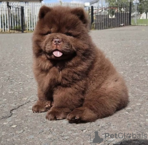 Photo №3. Chow Chow. Allemagne